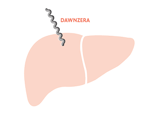 Graphic showing DAWNZERA targeting the liver in Step 1.
